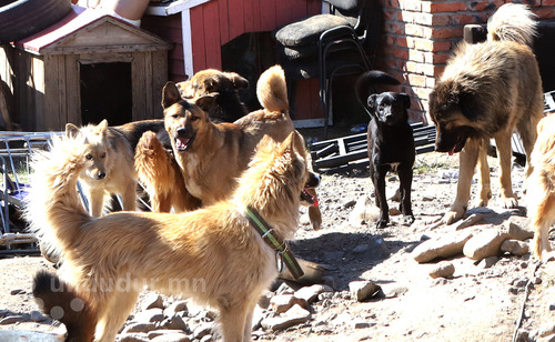 Don’t adopt pets just to abandon later